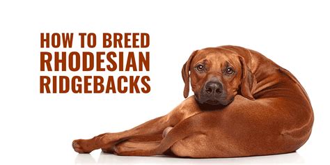 How To Breed Rhodesian Ridgebacks – Nursing, Health & Best Practices
