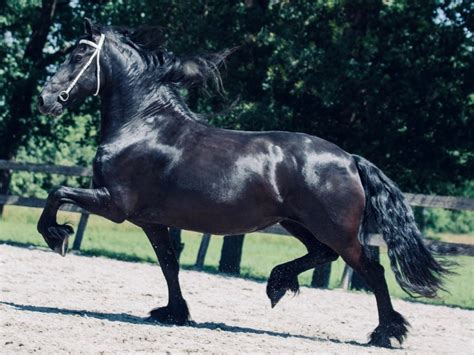 Marley Friesian Horse For Sale