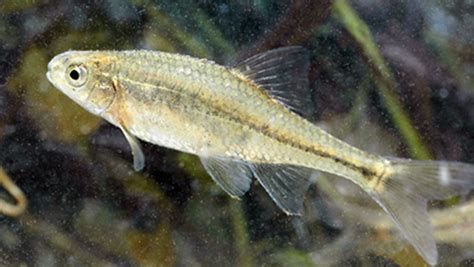 Tiny Minnow Is 1st Fish Taken Off Endangered List CBS News