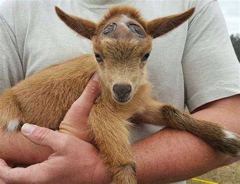 Goat Who Lost Horns Wears Hats While Healing