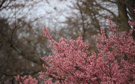 Download Wallpaper 3840x2400 Sakura Flowers Branches Pink Spring 4k