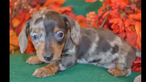 Our puppies are well socialized and ready to make your house doxie friendly. Blue Dapple Dachshund For Sale | PETSIDI