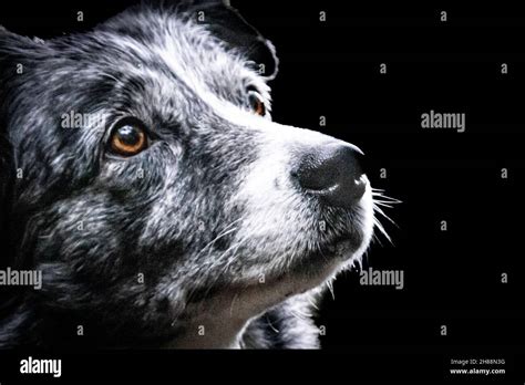 Border Collie Face Hi Res Stock Photography And Images Alamy
