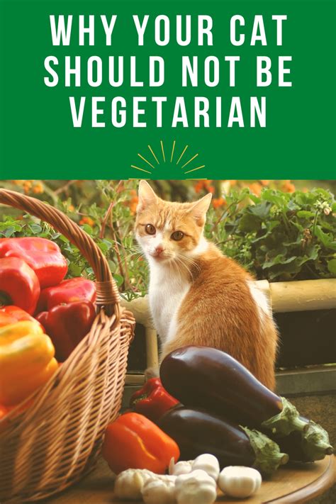 Veggie Cat Why Your Cat Should Not Be Vegetarian Cats Vegan Cat
