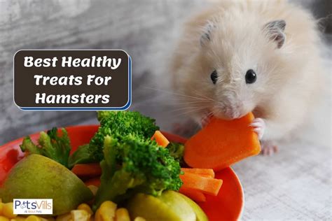 Are Dog Treats Safe For Hamsters