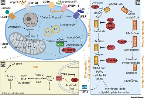 Fat And Furious Lipid Metabolism In Antitumoral Therapy Response And