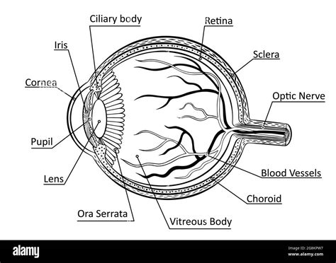 Human Eye Diagram Black And White Stock Photos And Images Alamy