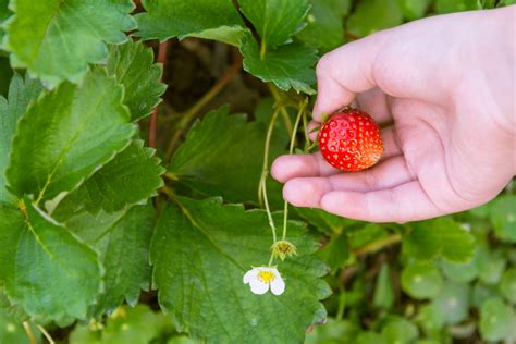 Goldgelb gefärbte schale ohne flaum weist auf die fällige erntezeit hin. Wann werden Erdbeeren gepflanzt - Den besten Zeitpunkt finden