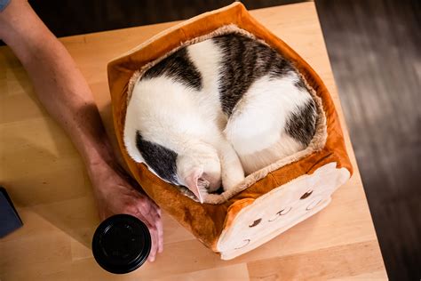 Add a little bit of cuteness to your jacket with this bread cat pin! ToastyCat: For Cats Who Like to Loaf Around! • hauspanther
