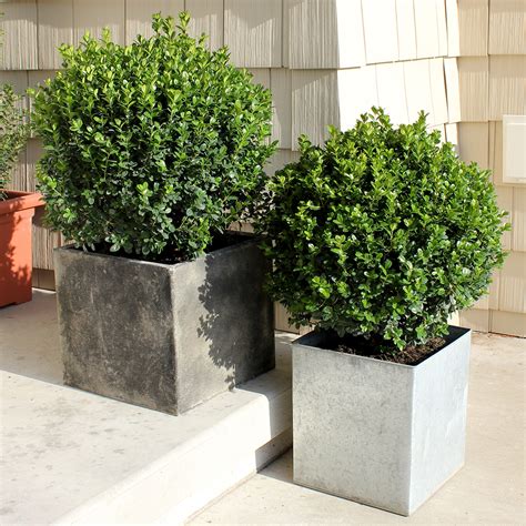 Sprinter Buxus Spring Meadow Wholesale Liners Spring Meadow Nursery