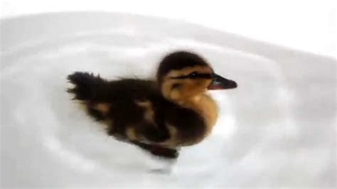 Do what brings you meaning. Happy duckling! - YouTube