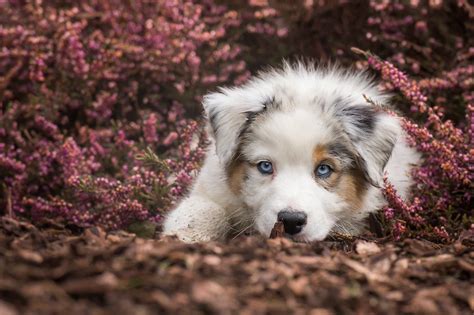 Wallpaper Id 714882 Blue Eyes Look Heather Dog Australian