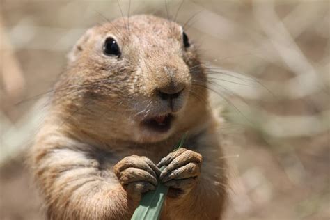 25 Hilariously Funny Photos Of Shocked Animals