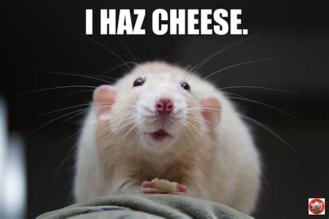 Cute little Martin with some cheese. Mouse Rat, Cute Mouse, Animals And