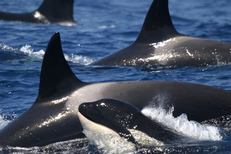 Among the southern resident orcas, the youngest. Las impresionantes imágenes de la caza en grupo de las orcas