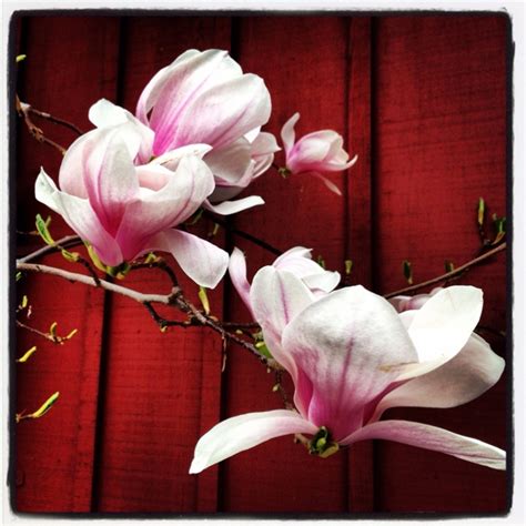 Pink Magnolias Painting Plants Photography