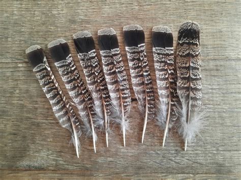 Ruffed Grouse Tail Feathers Partridge North Etsy