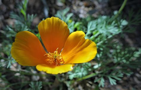 Early spring flowers in georgia. Living Rootless: El Paso: UTEP: Vellum and Velvet