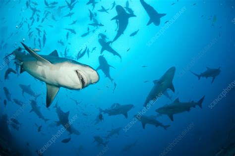 See more ideas about shark pictures, shark, shark art. Bull sharks - Stock Image - C017/2762 - Science Photo Library