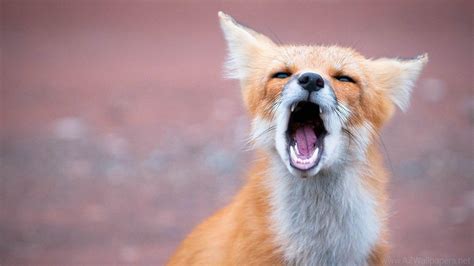 Cute Baby Foxes Wallpapers Wallpaper Cave