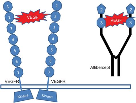 Aflibercept, sold under the brand names eylea and zaltrap, is a medication used to treat wet macular degeneration and metastatic colorectal cancer. Figure 2 from Aflibercept in wet AMD: specific role and ...