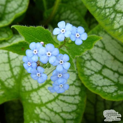 Buy Brunnera Macrophylla Jack Frost Siberian Bugloss In The Uk