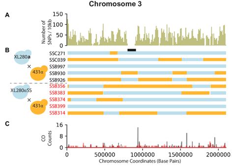 Snp Density Haplotypes And Crossover Counts Of Chromosome 3 A The