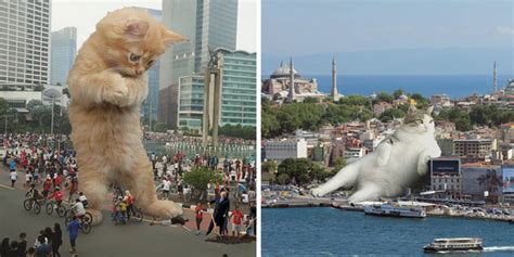 Catzillas Giant Cats In Urban Landscapes