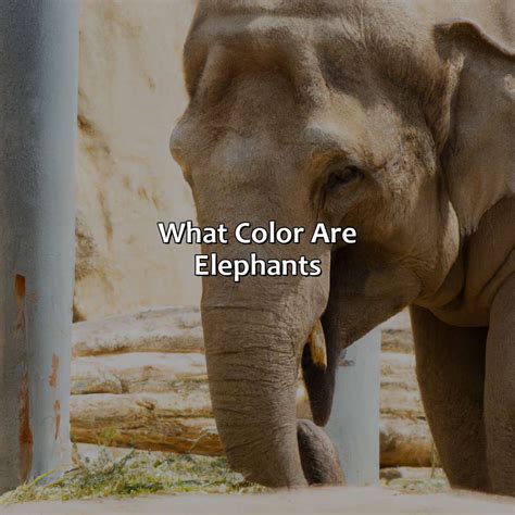 What Color Are Elephants