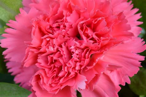 Free Photo Carnation Pink Colored