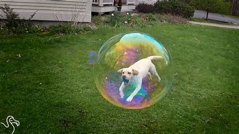 Can Dogs See Bubbles