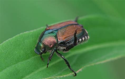 Japanese Beetles Extension Taylor County