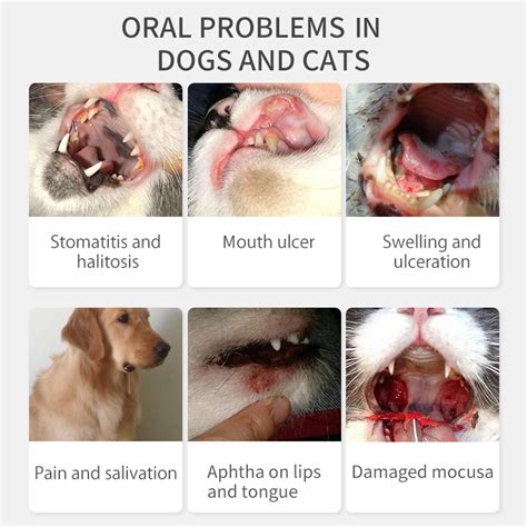 Dog Mouth Ulcers Stomatitis In Dogs Causes Symptomsand Treatment
