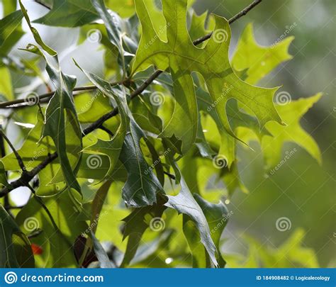 Southern Red Oak Leaves In Florida Stock Photo Image Of Tree Leaves
