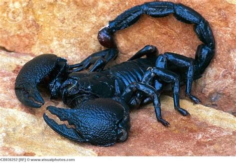 Emperor Scorpion Blackemperorscorpioncb036252 Animals