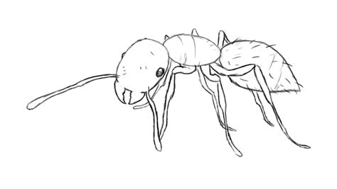 Ant Drawing At Explore Collection Of Ant Drawing