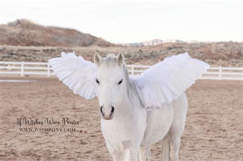 18 Economy Light Duty Pegasus Wings For Miniature Horses And Small