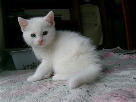 Image Result For White Kittens Pretty Cats Cute Animals Kittens