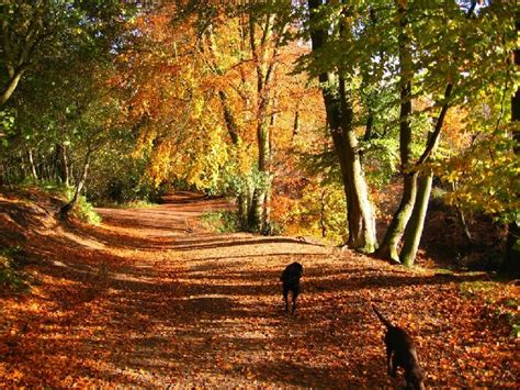 Autumn Colour Delamere Forest © David Crocker Cc By Sa20 Geograph