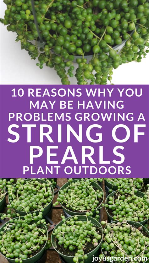 Growing string of pearls plant is very easy yet many of us find it difficult to keep the plant alive. Pin on house-plants