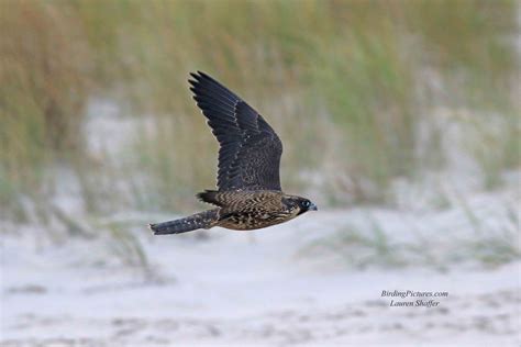 Peregrine Falcon at Stone Harbor Point, New Jersey - Birding Pictures