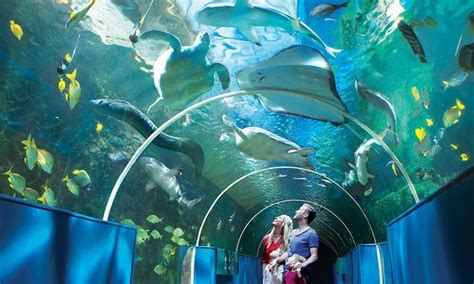 What To Expect At The Cebu Ocean Park Sugboph Cebu