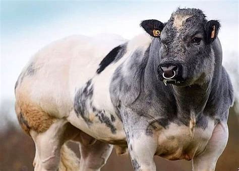 Conheça O Blanc Bleu Belge A Raça Que é Puro Músculo Compre Rural