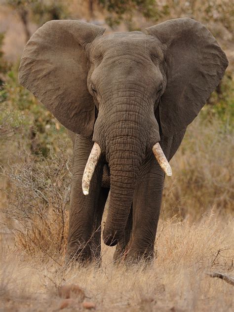 Afrikanischer Elefant Foto And Bild Tiere Wildlife Säugetiere Bilder