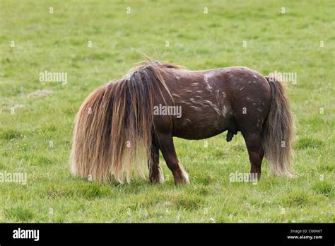 Shetland Pony Stallion Stock Photo Alamy