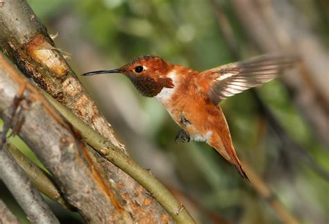 Rufous Hummingbird The Audubon Birds And Climate Change Report