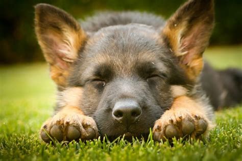 Miniature German Shepherd 11 Pocket Sized Facts You Need To Know