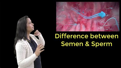 how is sperm different from semen youtube