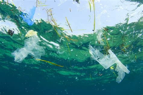 What Is The Most Commonly Found Ocean Litter American Oceans