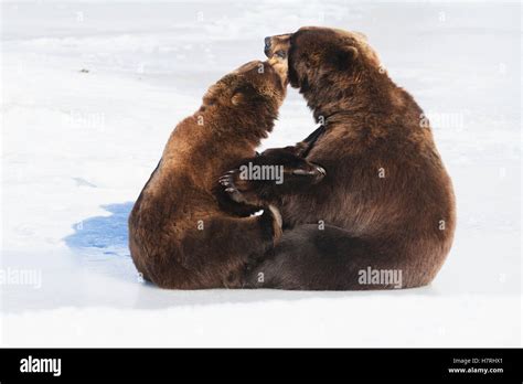 Captive Pair Of Brown Bears Ursus Arctos Playing In The Snow At The